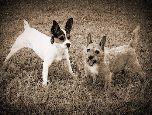 Baxter Sammy Jackabee Terrier Puppies