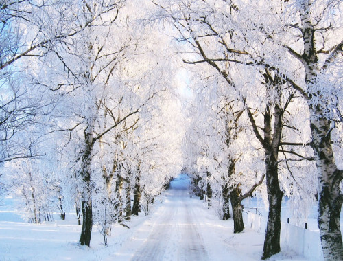 Winter Pathway December