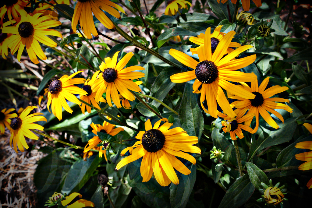 Summer Flowers Black Eyed Susan