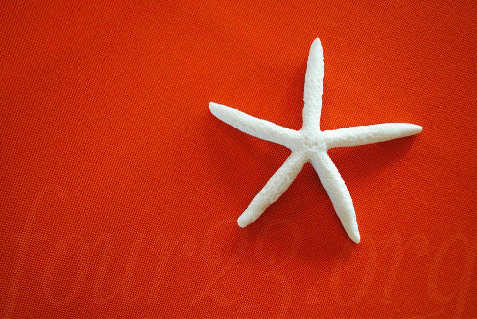 four23org-wedding-party-starfish